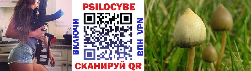 блэк спрут ссылки  хочу наркоту  Славгород  Псилоцибиновые грибы Cubensis 