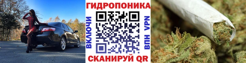 Марихуана сатива  Славгород 